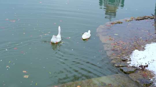 冬天湖中觅食的大白鹅