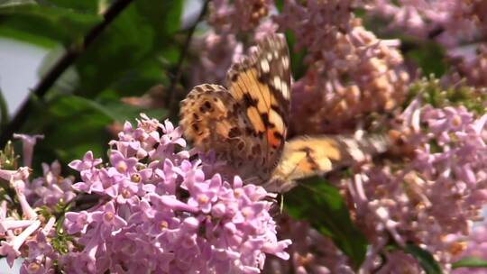 蝴蝶在紫丁香花上采蜜