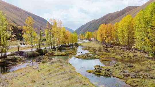 航拍四川川西新都桥鱼子西秋景彩林秋天