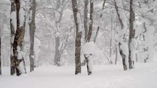 森林暴雪视频素材模板下载