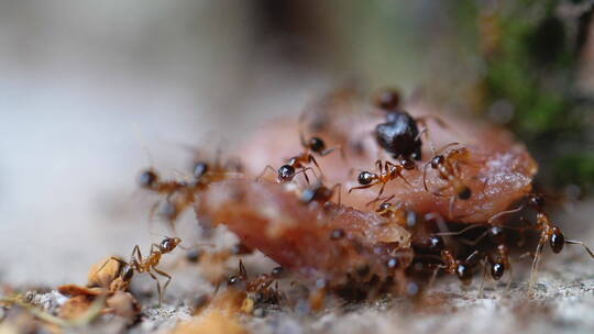 一群蚂蚁搬运食物微距特写镜头视频素材模板下载