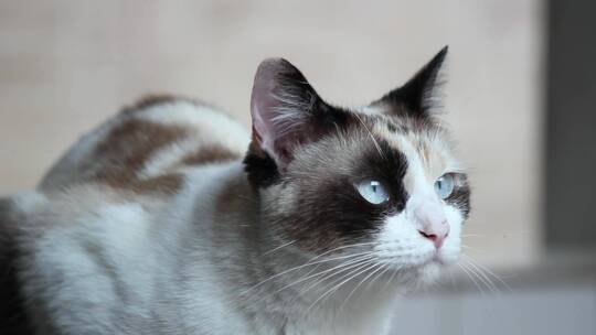 蓝色眼睛的小猫咪