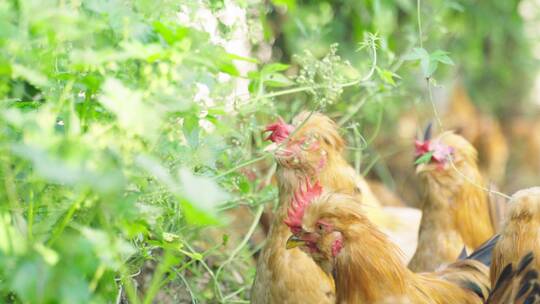 养鸡场散养鸡跑山鸡北京油鸡鸡觅食视频素材模板下载