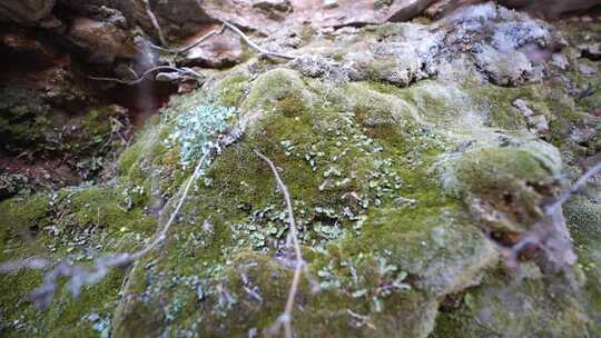 石头 苔藓 潮湿 绿色植物 岩石上