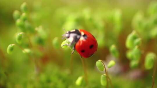 七星瓢虫在植物嫩芽上爬行视频素材模板下载