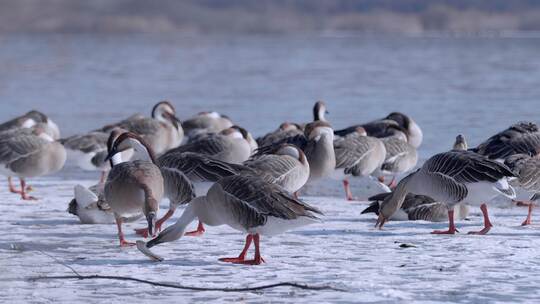 湖面上的鸿雁冰上鸿雁吃鱼 城市绿化风景