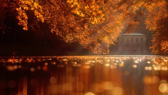 唯美秋天金黄色森林树木落叶河流特写