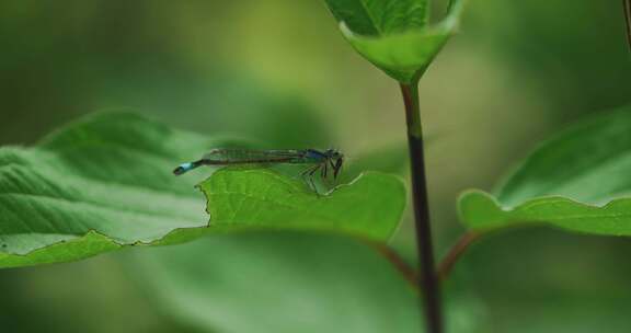 蜻蜓幼崽觅食微距翅膀两翼昆虫食物链生态