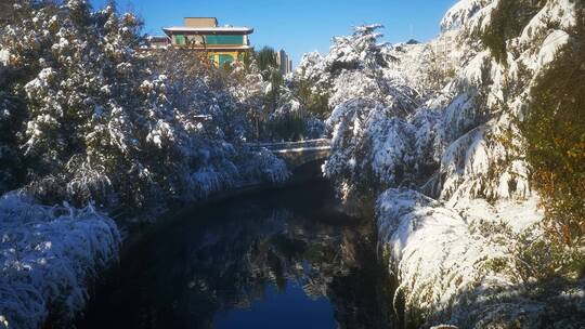 实拍 冬天 暴雪 树枝 树叶 雪景