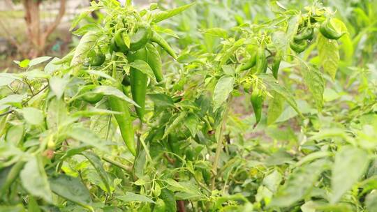 辣椒种植视频素材模板下载