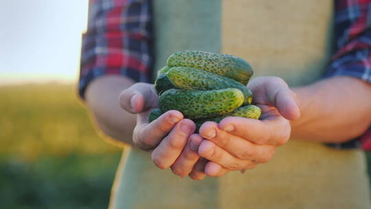农民手里拿着几根新鲜的黄瓜