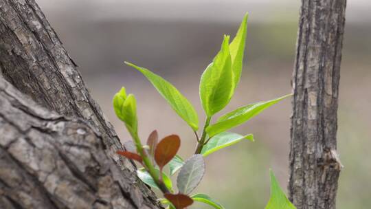 【镜头合集】初春发芽的枝条嫩芽