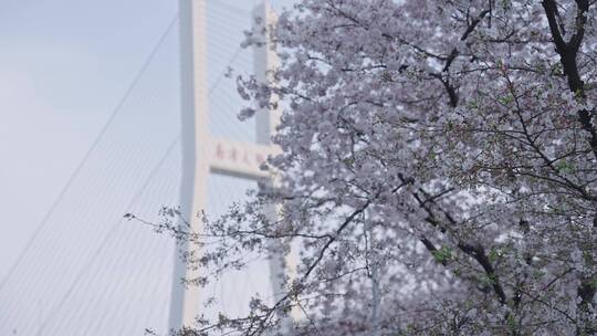 樱花成片与南浦大桥