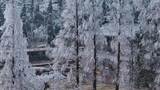 雾凇松柏树冰冻树枝高清在线视频素材下载