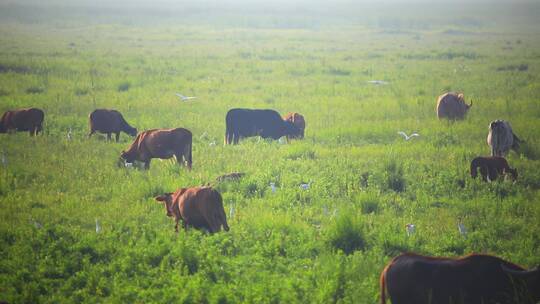 生态湿地草原上的牛