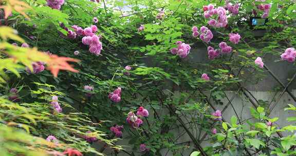 春天院墙上盛开的蔷薇花海