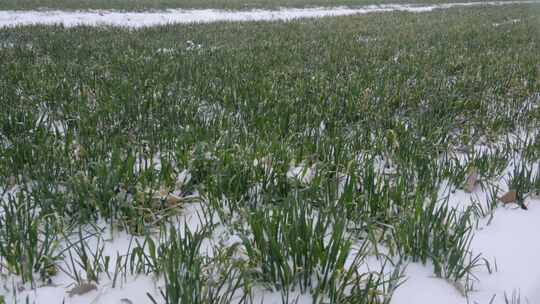 冬小麦北方冬天大雪雪中麦田实拍