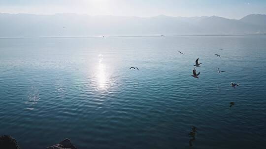 云南大理洱海海鸥