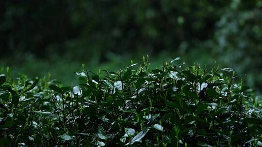 春雨雨滴茶园新茶杭州西湖龙井升格视频