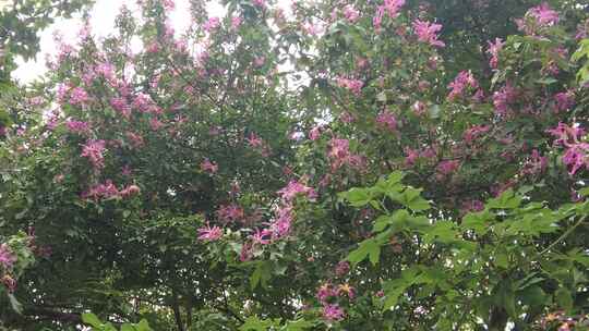 春天鲜花花朵风景实拍