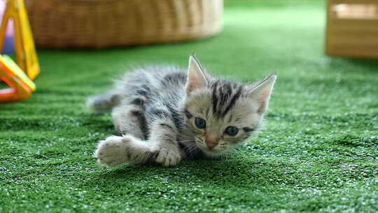 可爱的美国短毛小猫躺在绿色的草地上