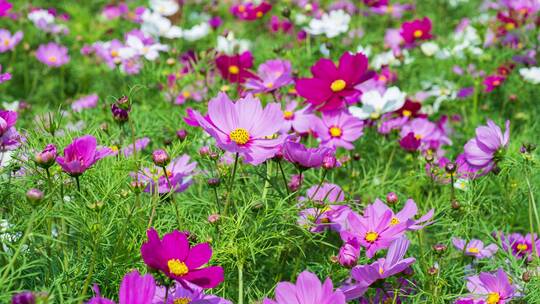 格桑花波斯菊花海