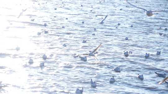 海鸥 海边 海平线 群鸟 大海