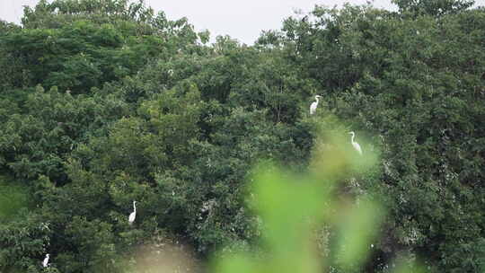 森林树上白鹭丝光椋鸟麻雀