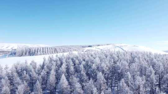 阳光下被雪覆盖的树林风景