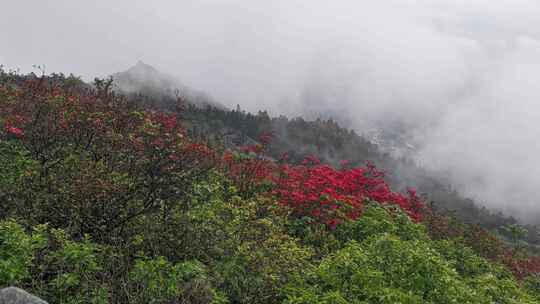 黔东南丹寨龙泉山杜娟花航拍