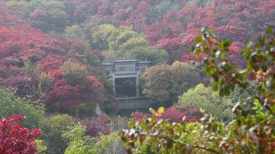 济南红叶谷景区，秋季满山红叶景观