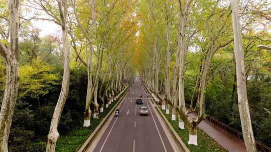 南京_明孝陵景区_梧桐树道路013