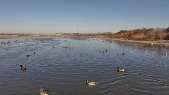 白鹭 野鸭 湖泊 湿地 保护环境 栖息地