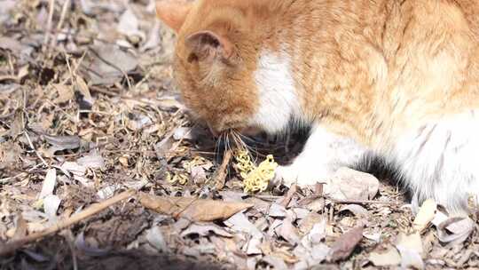 猫咪 小猫 猫 橘猫 动物