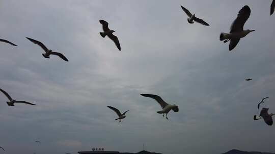 大海海洋海鸥飞翔