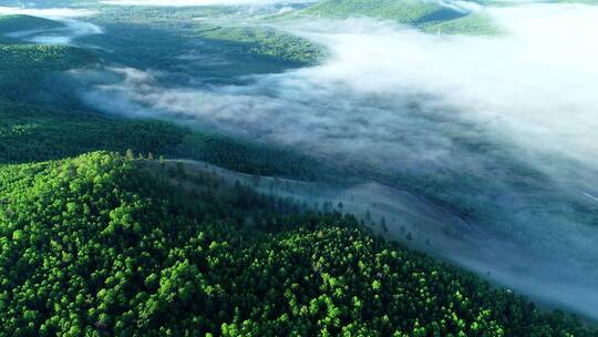 航拍大兴安岭绿色树林晨雾