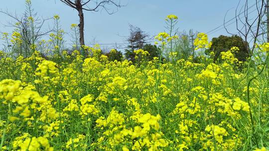 浦东新区油菜花田