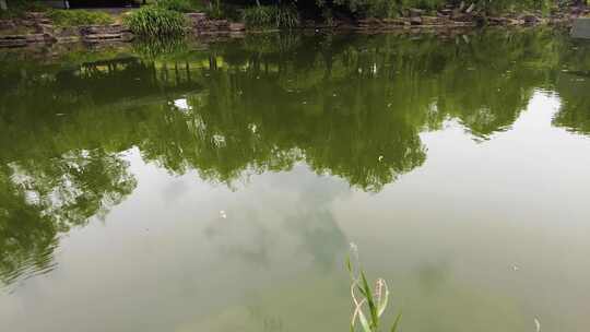 湖水的水面的倒影视频素材模板下载