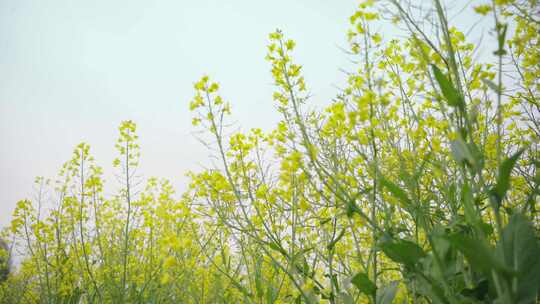 小清新油菜花空镜