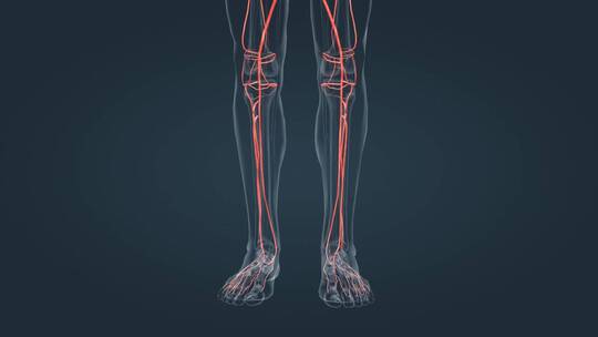 医学人体血管动静脉瓣膜血液血流三维动画