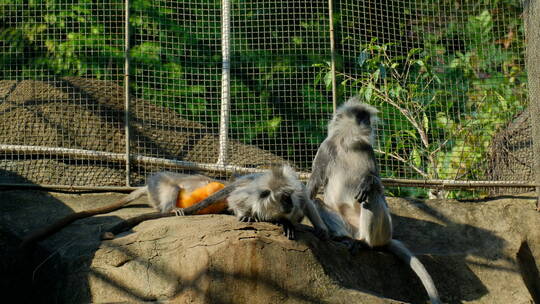 动物园猴子灰叶猴