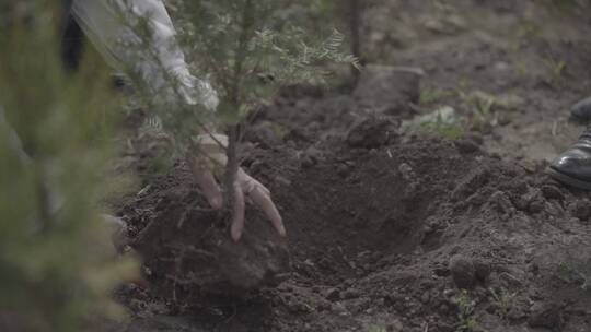 植树种树视频2