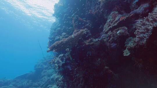 海洋底下的珊瑚礁