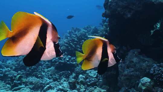 海底世界唯美海底珊瑚礁鱼群合集视频素材模板下载