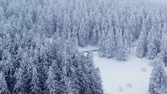 重庆武隆仙女山雪景