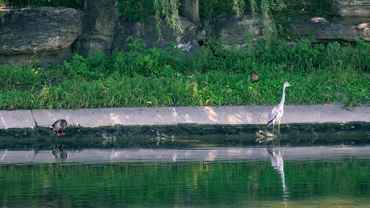 4K升格实拍自然风光河岸边的野生动物白鹭