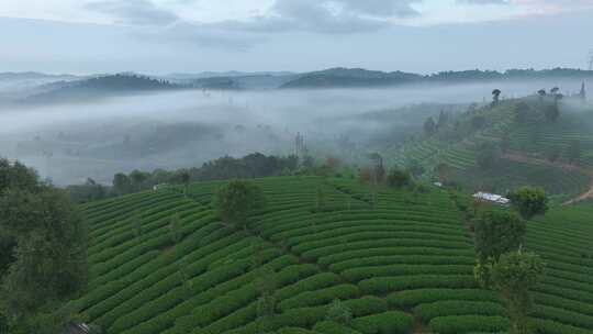 航拍云雾中的茶山