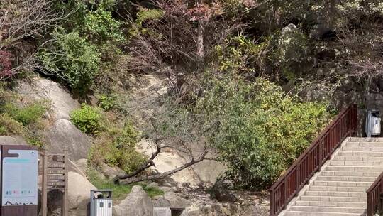 仰拍青岛崂山奇石山林云海自然风光