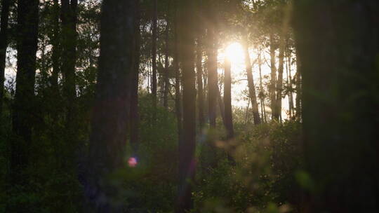 森林中的阳光暖阳