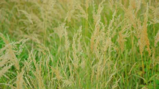 唯美芦苇、风吹芦苇荡视频素材模板下载